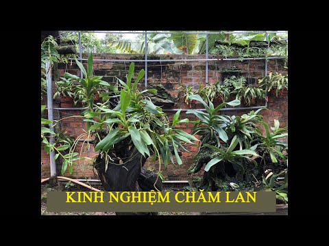 Giò quế tháng 8 ưng ý và KINH NGHIỆM khi chăm lan | Foci