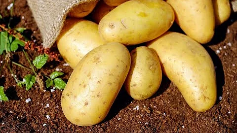 Картофель стоит примерно 500 євро! Самые дорогие продукты в мире