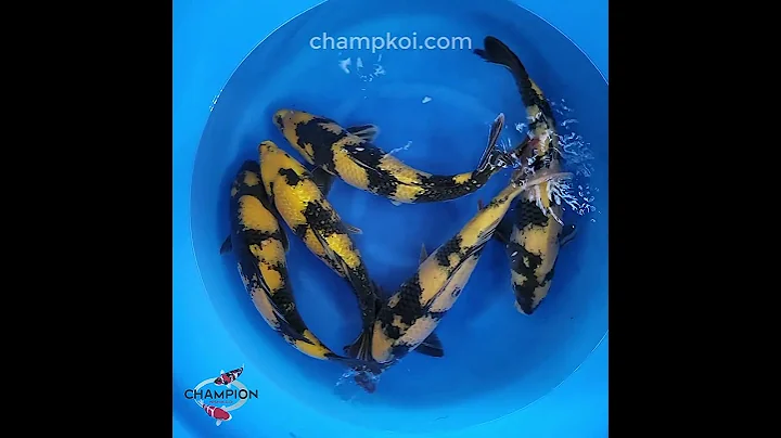 2024FALL-026 2yr Rare Ginrin Ki Utsuri, Ki Utsuri by MARUHIRO Koi Farm