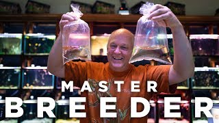 The Holy Grail of Betta's : The Betta Macrostoma