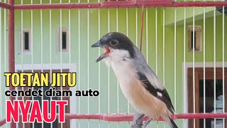 toet toet Suara cendet gacor Pagi Hari pancingan jitu BIKIN cendet diam langsung nyaut ikutan bunyi