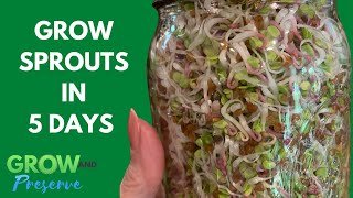 How to Grow Sprouts on the Kitchen Counter--Step by Step