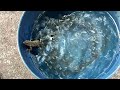 Who said lizards did not like water???????￼🤔🤔🤔🤔🤔🤔🤔🤔🤔🤔🤔