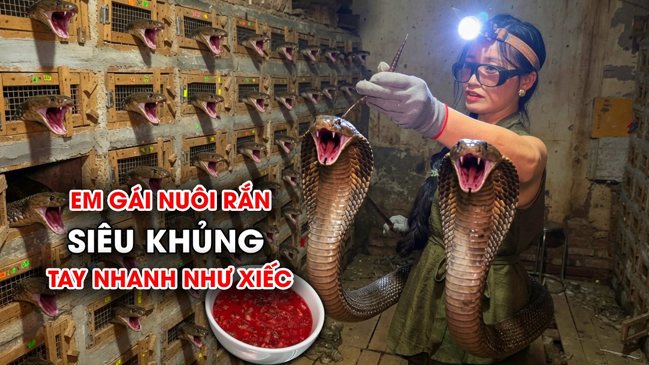 Em gái xinh nuôi rắn hổ mang, lợi nhuận khủng, biểu diễn như xiếc ở Vĩnh Sơn
