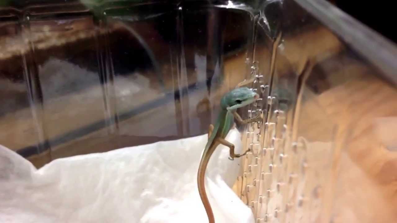 camera iphone 8 plus apk Freshly hatched Takydromus smaragdinus