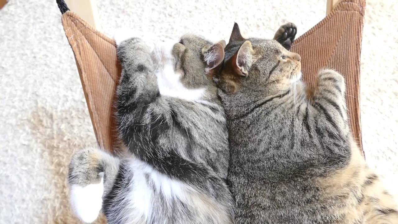 ハンモックで寛ぐまるとはな２ Maru Hana Are Relaxed On The Hammock 2 Youtube