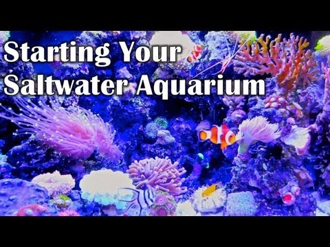 STARTING YOUR SALTWATER AQUARIUM - Things I Wish I Knew
