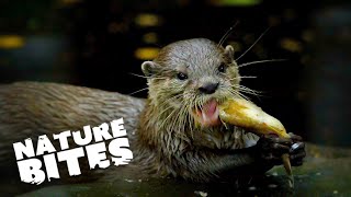 Unveiling Hidden Otter Adventures at the Zoo | he Secret Life of the Zoo | Nature Bites