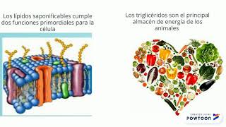 ANIMACIONES DE LAS 4 BIOMOLECULAS