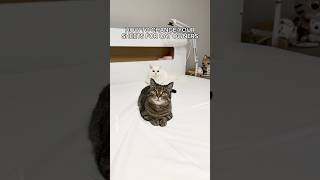 We love our new home😻😻 #shorts #cat #funny