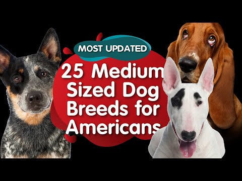 वीडियो: मध्यम आकार के कुत्तों की नस्लों की सूची