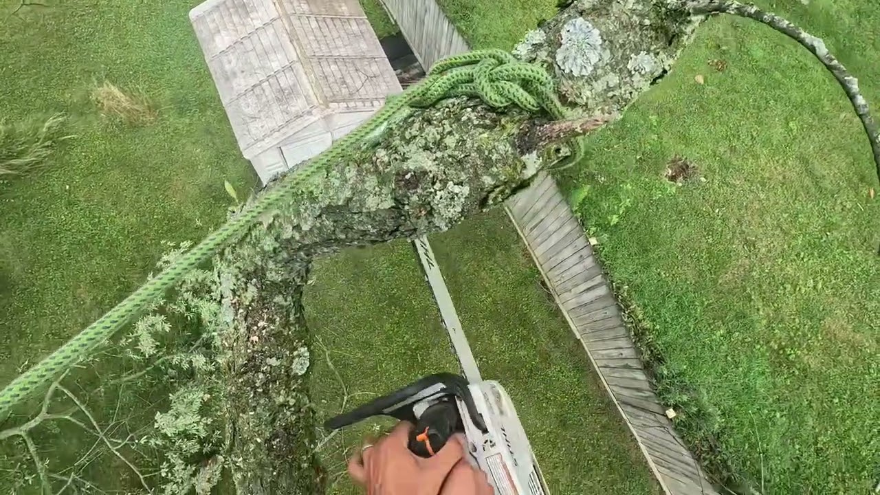 Removiendo un cherry tree,bastante torcido tip de como cortarlo #1 subscríbete y comenta 😎👍