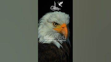سورة الأنبياء🌱💞 القارئ ياسر الدوسري #اكسبلور #quran #تلاوة_خاشعة #القرآن_الكريم #ياسر_الدوسري #view