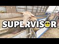 I can't WORK with EWE standing over my shoulder...🙃 | SHEEPY SUPERVISOR. 🙄 | Vlog 475