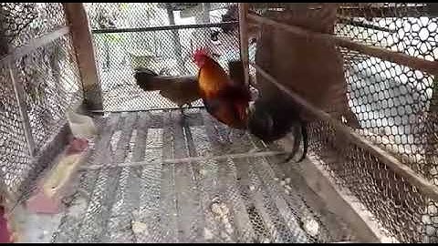 tus phooj ywg tus qaib qus zoo nraug heev