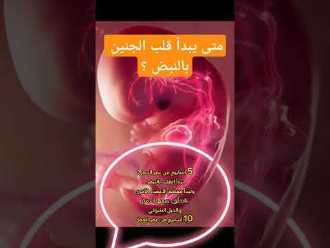 متى يبدأ قلب الجنين بالنبض فى بطن الام مراحل الحمل حمل جنين