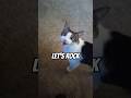 Meow 11 What Buddy