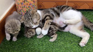 The mother cat's warm hugs for her kittens.