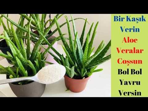 Bir kaşık verin Aloe veralarınız coşsun bol yavru versin/ Aloe vera bakımı/Aloe vera Sulama/yumurta