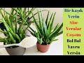 Bir kaşık verin Aloe veralarınız coşsun bol yavru versin/ Aloe vera bakımı/Aloe vera Sulama/yumurta