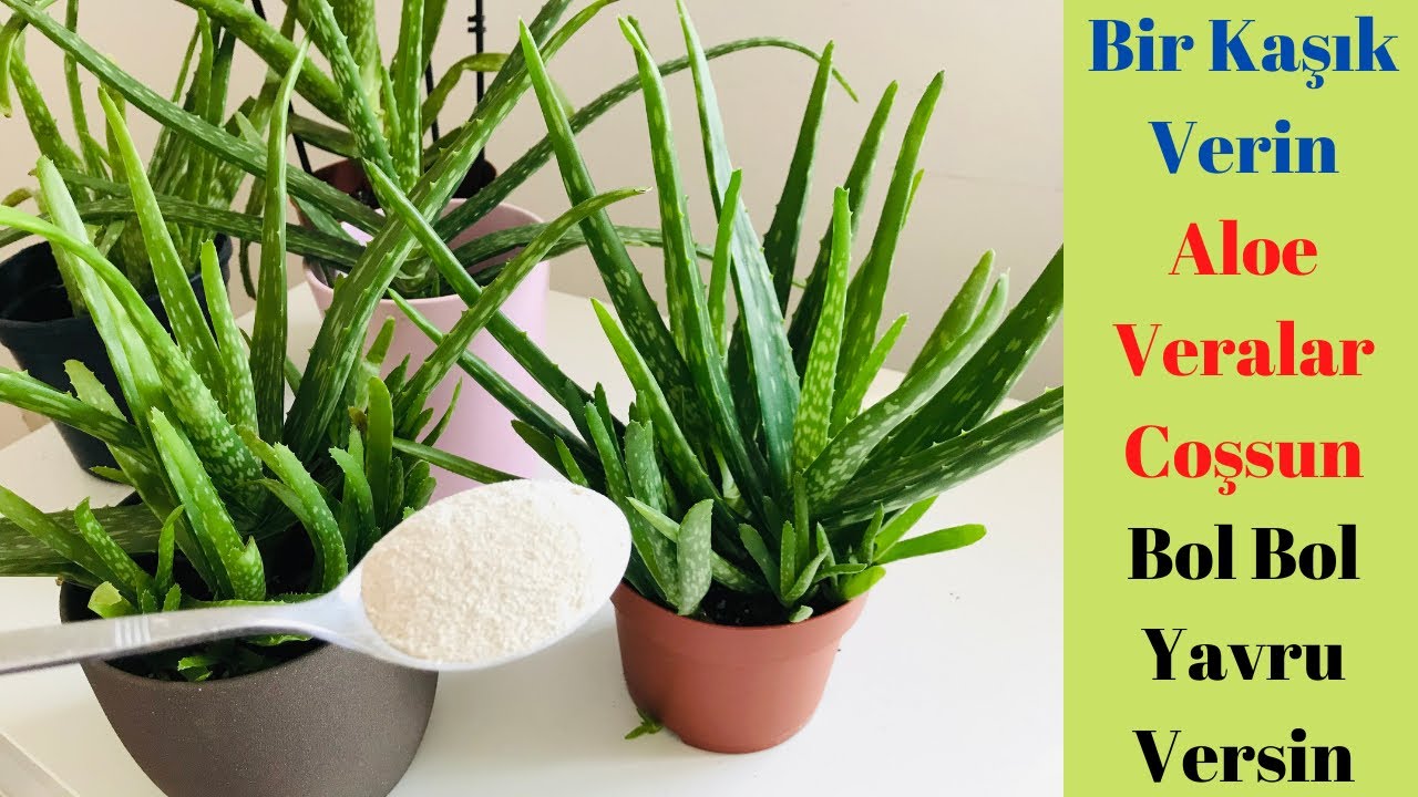 Дайте ложечкой свое наслаждение алоэ вера, дайте много потомства / Уход за алоэ вера /