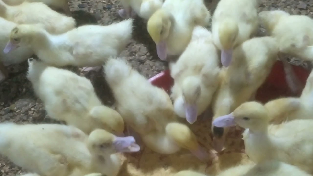 COMO CRIAR PATOS MUSCOVY DE 20 DIAS EN CLIMA FRIO MANEJO ADECUADO 