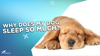 Why Do Dogs Sleep So Much? Why Do Dogs Sleep So Much?