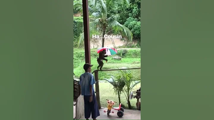 Intelligent Animal ….Is this animal abuse? Or What do you think? (這是虐待動物還是？ 你怎麼認為？) - 天天要聞