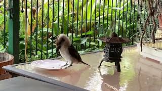 Приёмные Птичьи Дети. Adopted Birds Family Is Growing. One More ButcherBird With The Injured Wing