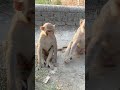 ek to roti de rahi hu upper se gussa ho Rahe hai dono #funny #video