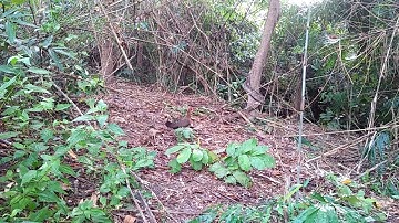 เสียงแม่ไก่กระต๊าก..poj qaib tsauj.