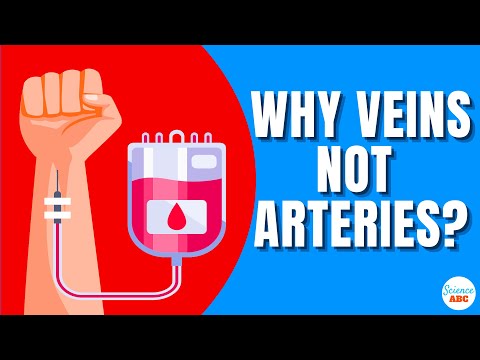 Video: Bører arterier altid iltet blod?