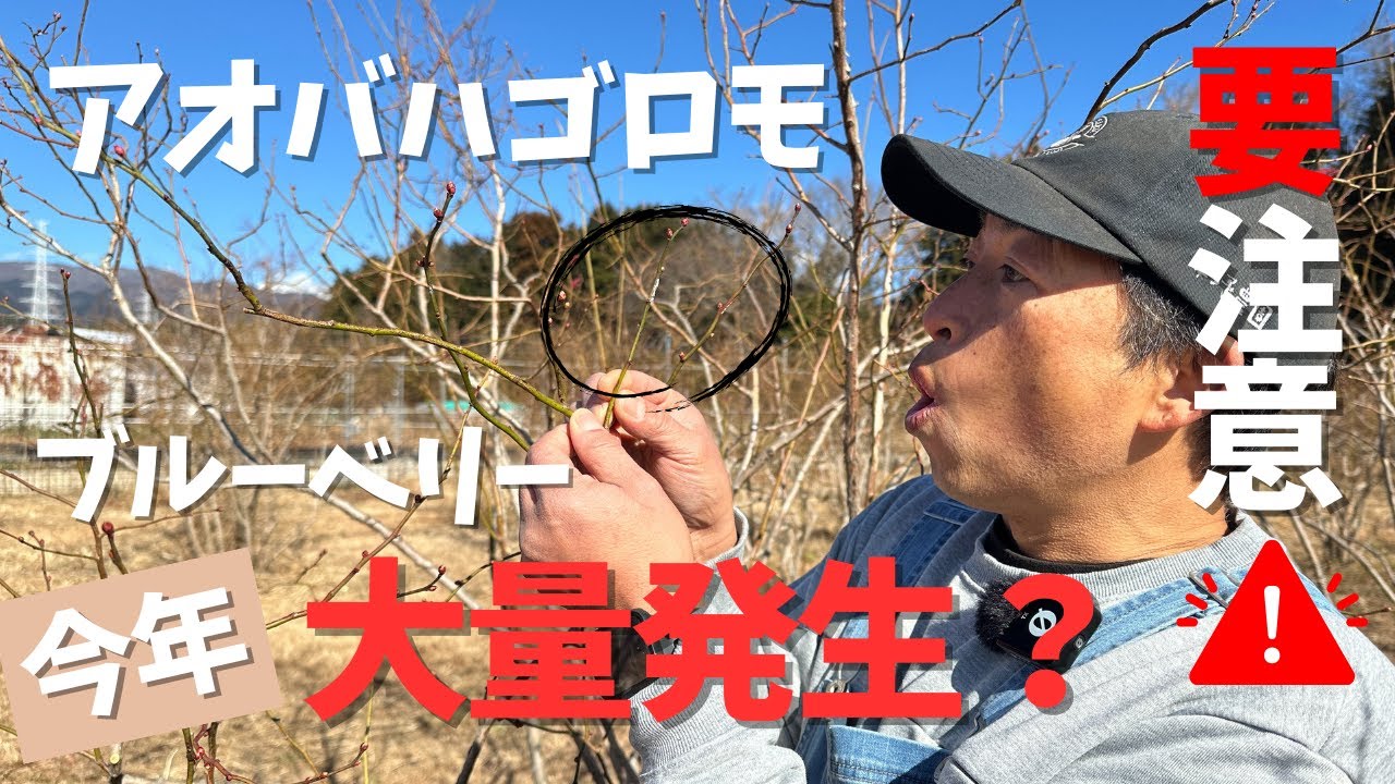 【害虫】アオバハゴロモ！今年ブルーベリーに大量発生？