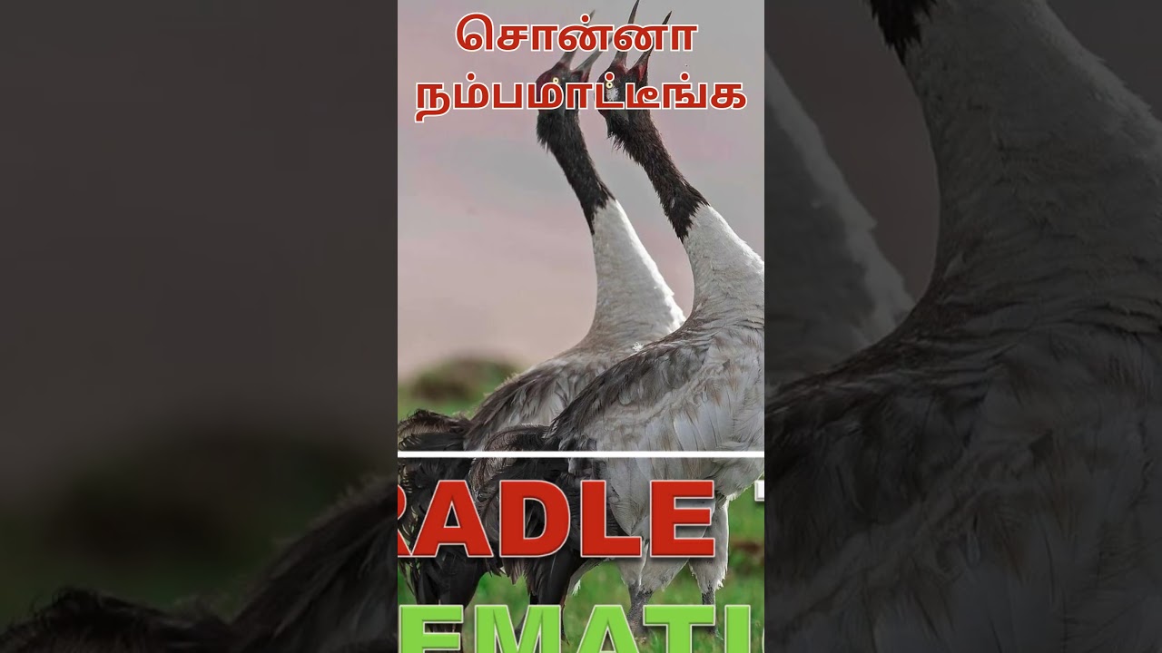 லடாக் பெருமை–Black-necked Crane! நீர்வள காவலன்!/CRADLE TO CREMATION 