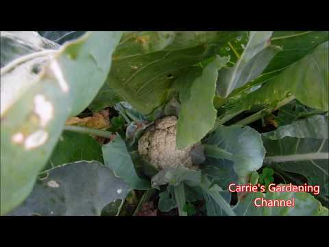 Can Cauliflower Plants Give More Than One Cauliflower Head, Growing Cauliflower