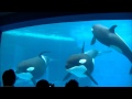 シャチのあくび & 目 & 人間の子供に興味を持つ様子 / 名古屋港水族館
