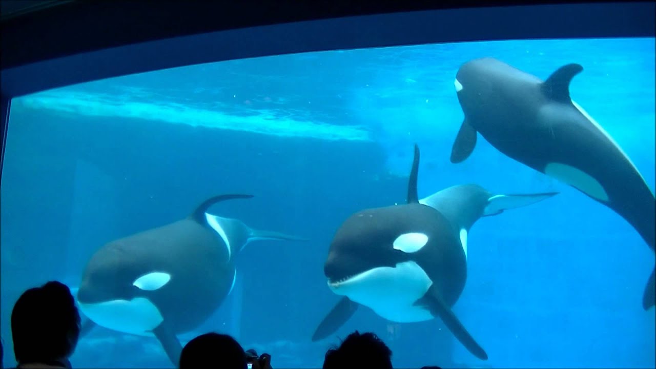 シャチのあくび 目 人間の子供に興味を持つ様子 名古屋港水族館 Youtube