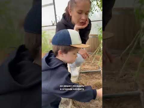 Мирон вырастил конфетное