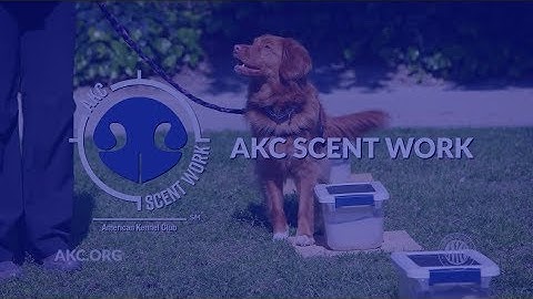 AKC Scent Work | Intro to Dog Sports