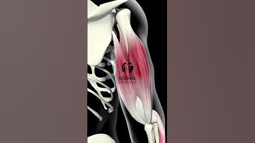 Triceps Brachii Muscle 3D