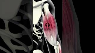 Triceps Brachii Muscle 3D