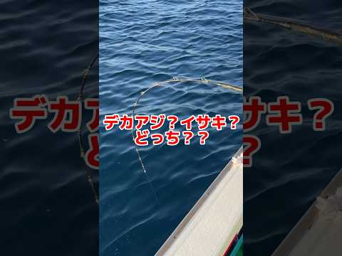 デカアジ？イサキ？どっち？？ #どっち #釣り #ロッド