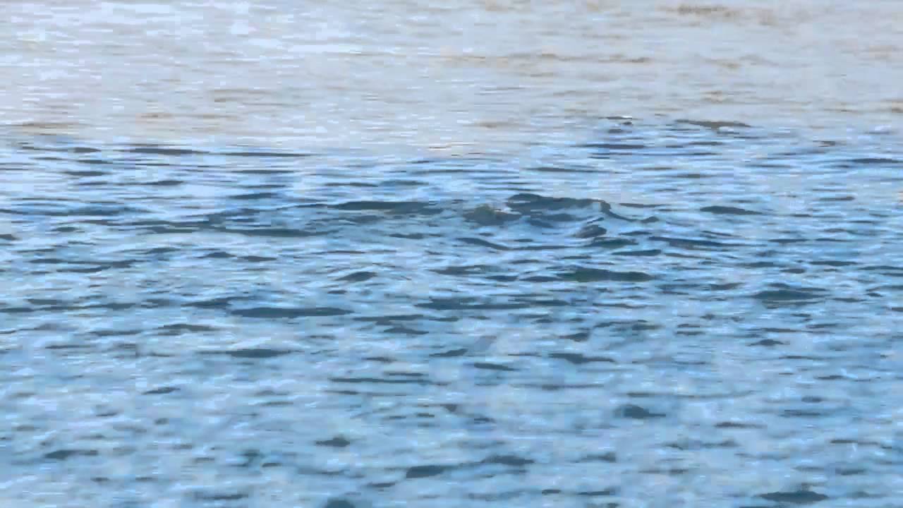Seal in the Sacramento River YouTube