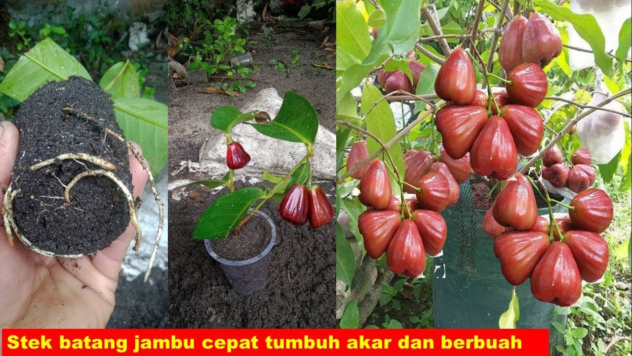 Cara stek pucuk jambu air madu cepat tumbuh akar dan berbuah