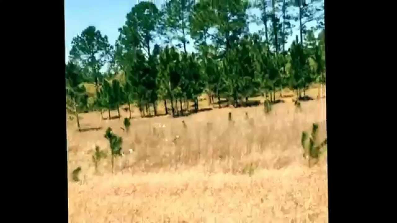 Dog hunting ocala national forest YouTube