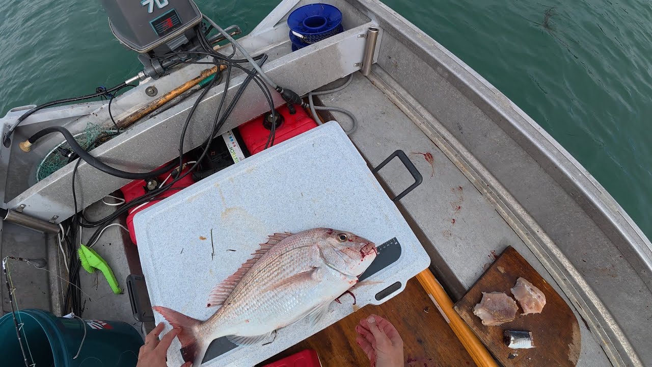 Slaying Snapper at the Manukau Harbour in the Fyran 440