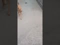 Both Enters to the ground #reaction #dog #attitude
