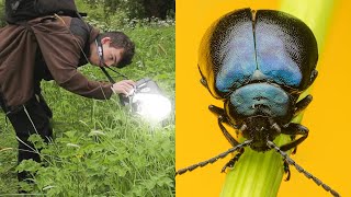 Insect Macro Photography  Episode 1