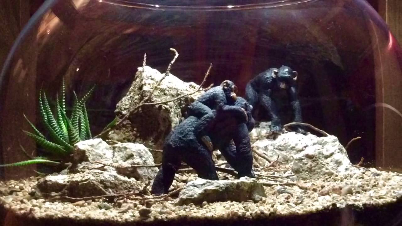 Terrariums with realistic Toy Animals YouTube