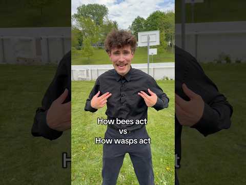 Bees vs Wasps